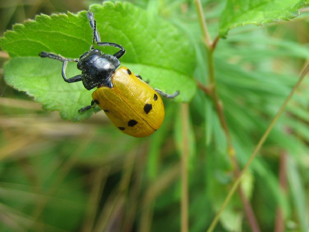 Clytra Quadripunctata ?